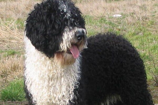 Perro de agua español