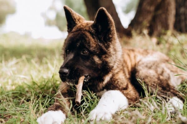 Akita Americano