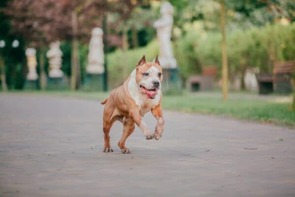 American Staffordshire terrier