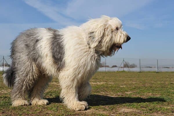 Antiguo perro pastor inglés (Bobtail)