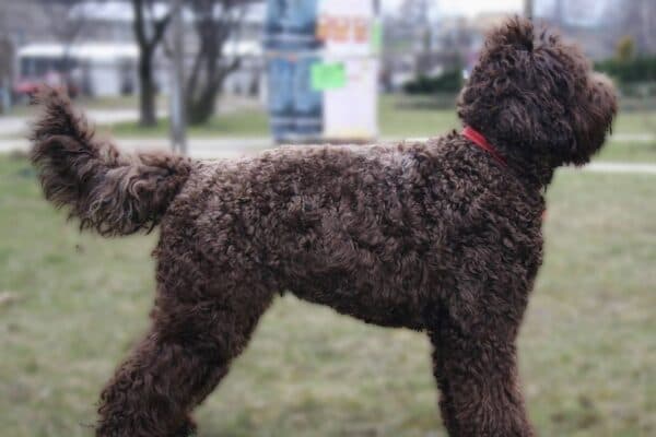 Barbet