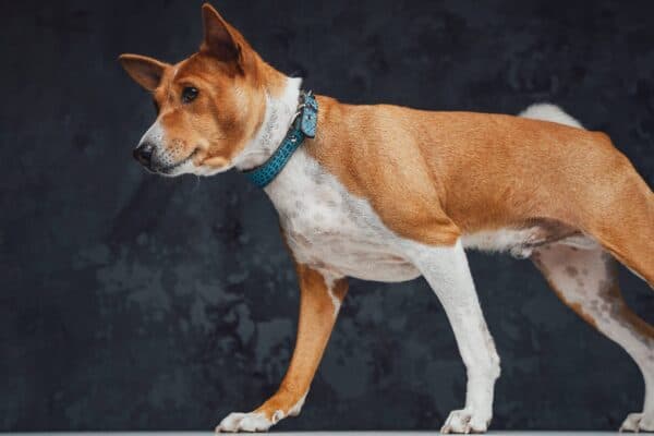 Basenji