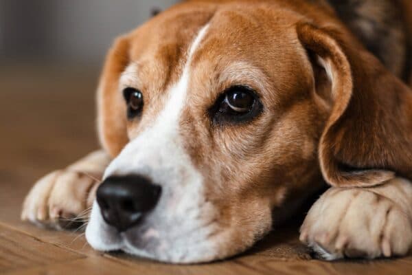 Beagle: Historia, Características y Datos Curiosos de una Raza Fascinante