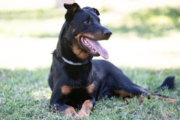 Beauceron