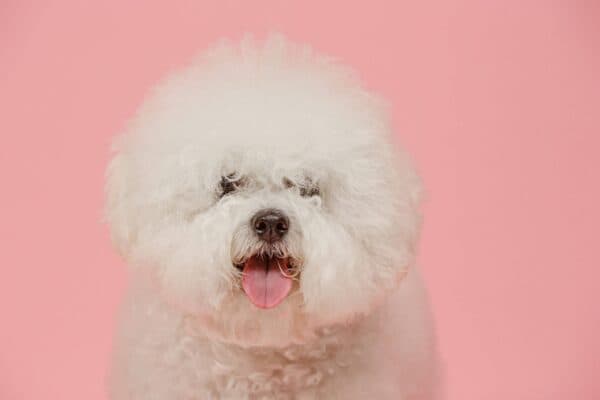 Bichón frisé
