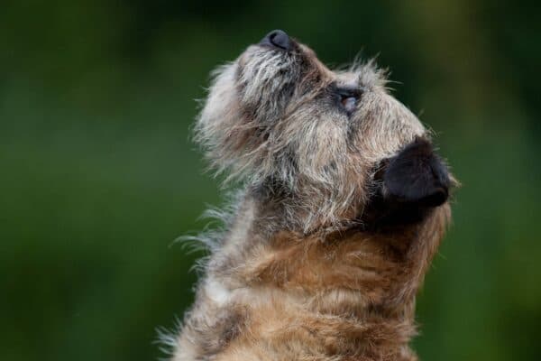 Border terrier