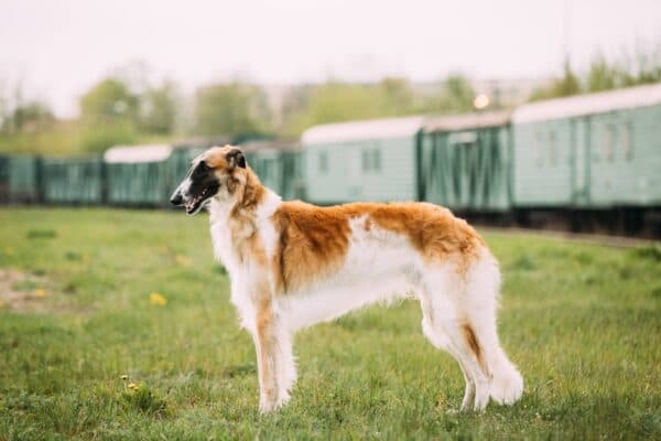 Borzoi: La Majestuosa Raza de Perros Rusos