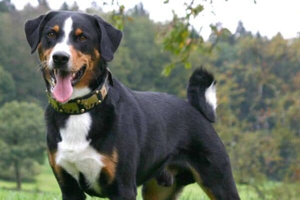 Boyero de Appenzell