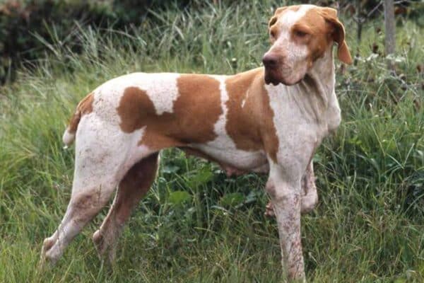 Braco de Ariège