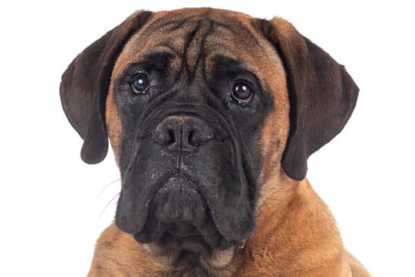 Bullmastiff