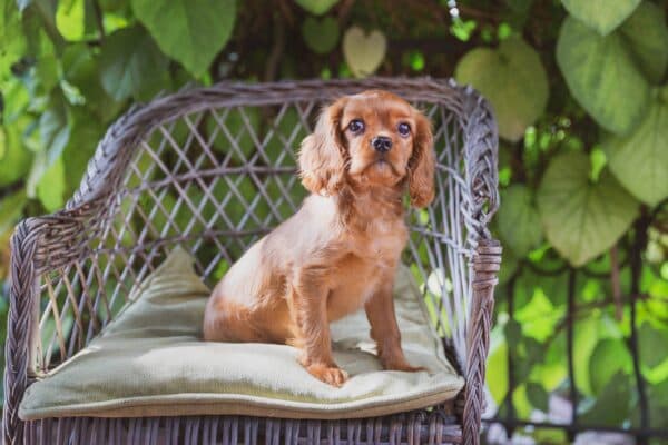 Cavalier King Charles spaniel
