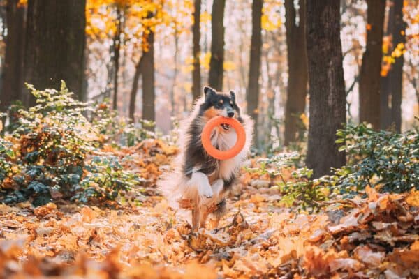 Collie de Pelo Largo: Elegancia, Inteligencia y Lealtad en un Solo Paquete