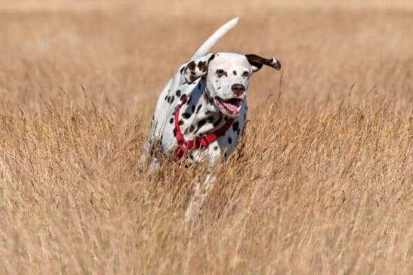 Dálmata: Una Raza de Perro Inconfundible y Fascinante