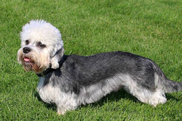 Dandie Dinmont terrier