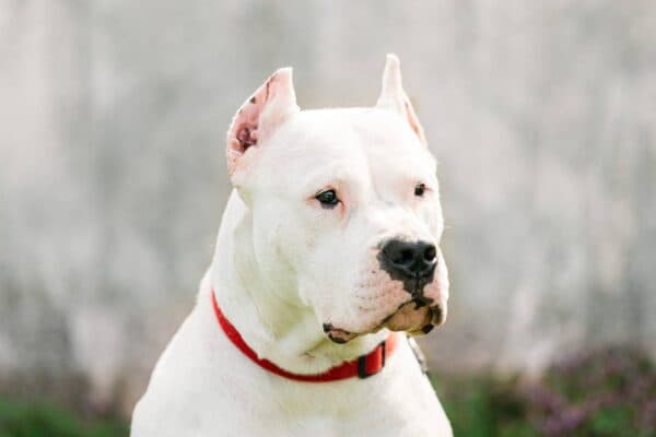 El Dogo Argentino: Un Compañero Valiente y Leal