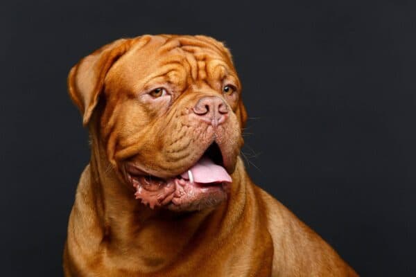 Dogo de Burdeos