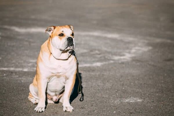 Dogo mallorquín