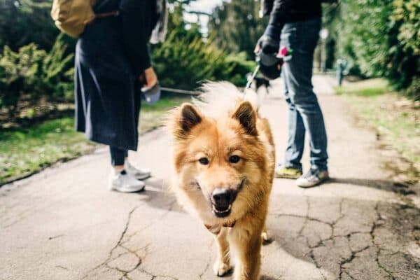 Eurasier