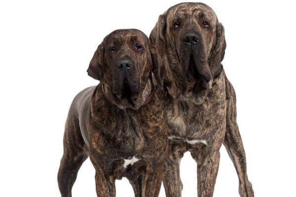 Fila brasileiro