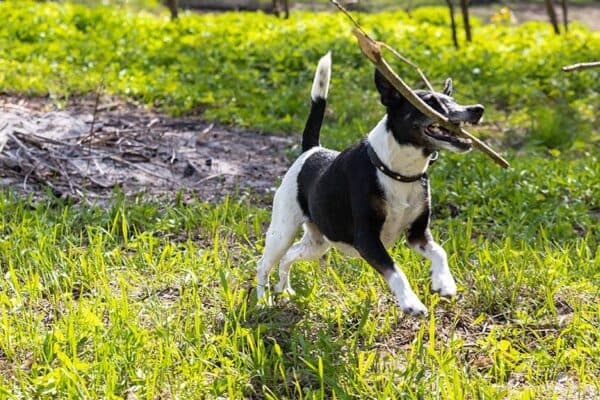 Fox terrier de pelo liso