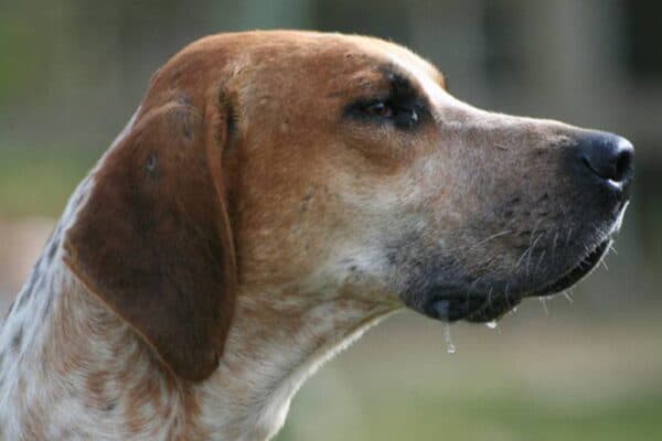 Foxhound inglés