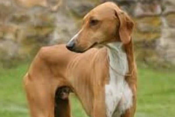 Galgo australiano