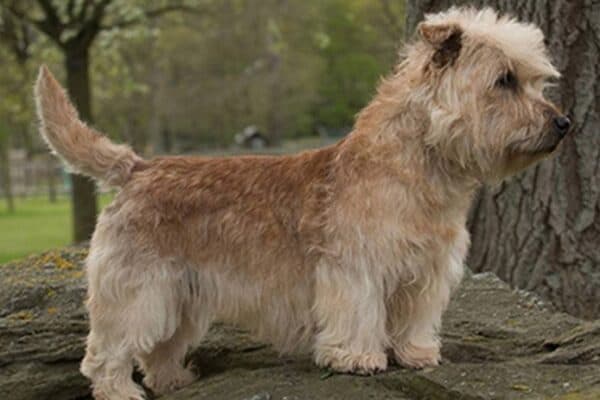 Glen of Imaal Terrier