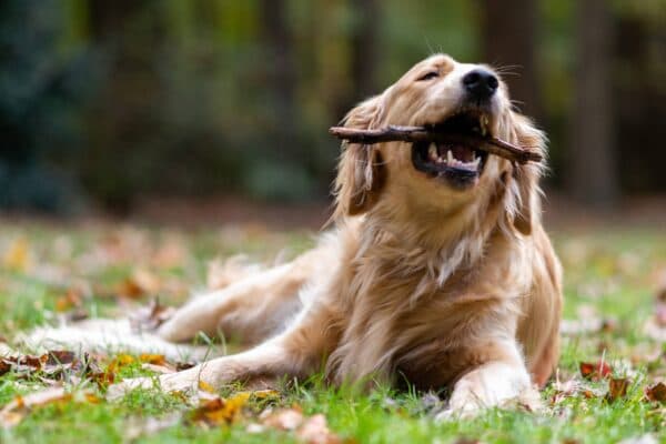 Golden Retriever: La Raza de Perro Familiar y Versátil