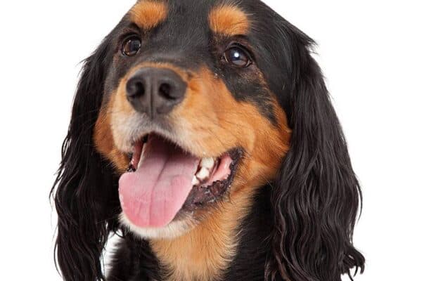 Gordon setter