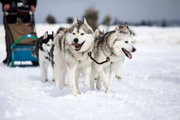 Husky Siberiano: Todo lo que Debes Saber sobre esta Raza Legendaria
