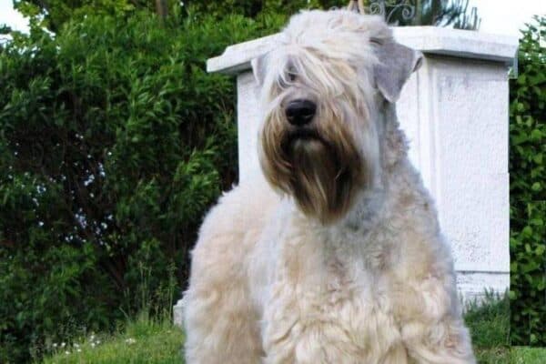 Irish soft coated wheaten terrier