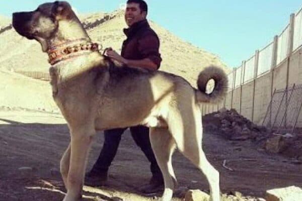 Kangal