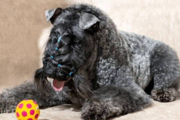 Kerry blue terrier