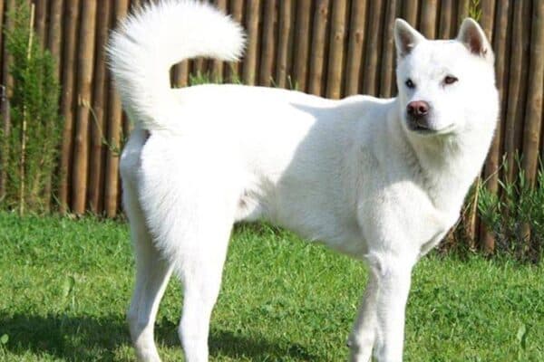Kishu