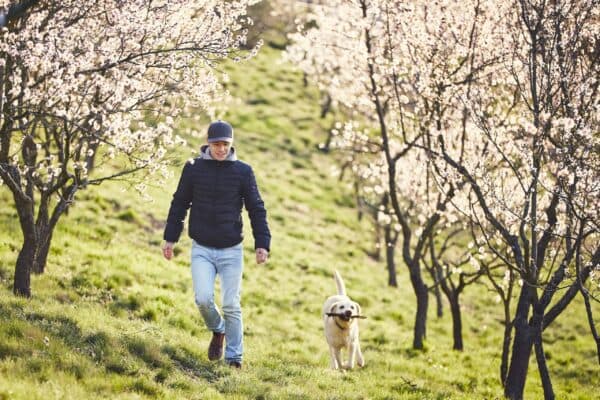 Labrador Retriever: El Compañero Ideal para Familias y Aventureros