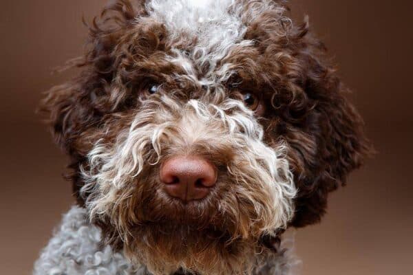Lagotto romagnolo