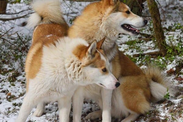 Laika de Siberia Occidental