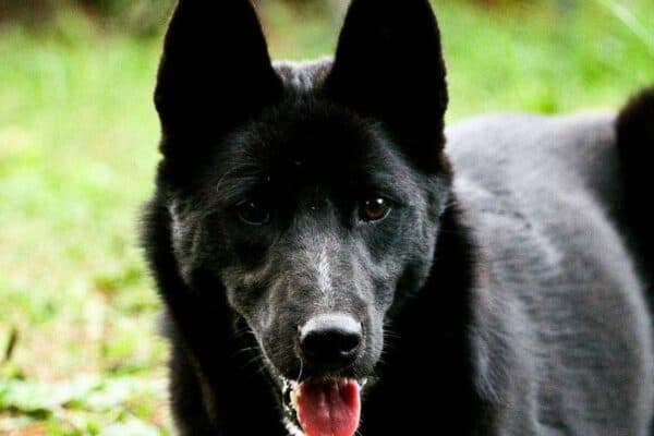 Laika ruso europeo