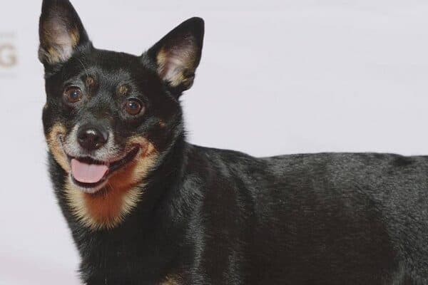 Lancashire Heeler