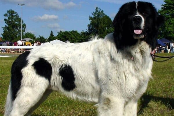 Landseer