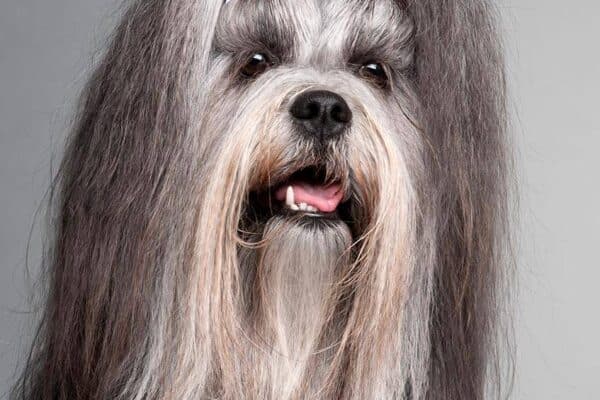 Lhasa Apso