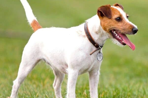 Parson Russell terrier