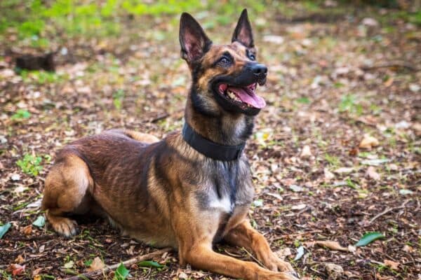 Pastor Belga Malinois: Un Perro de Trabajo Excepcional con Historia y Versatilidad