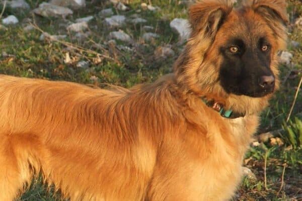 Pastor Vasco: El Guardián de los Pirineos