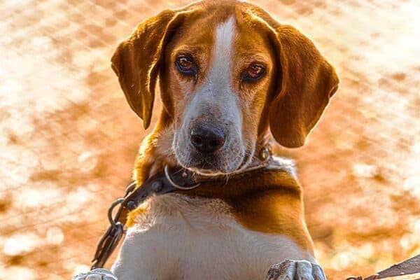 Perro cazador de Estonia