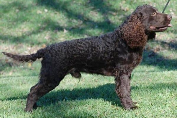 Perro de agua americano
