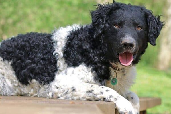 Perro de agua frisón
