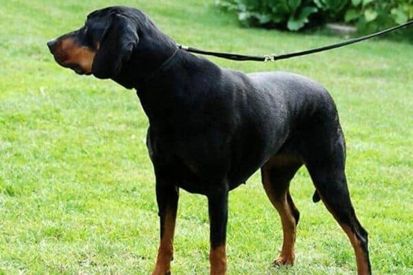 Perro de caza polaco