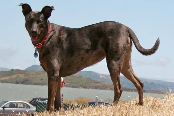 Perro de montaña de Formosa
