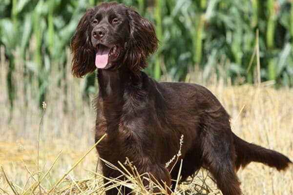 Perro de muestra alemán de pelo largo